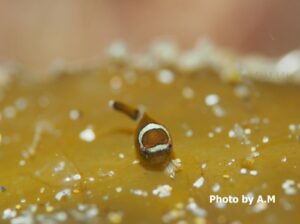 田後【鳥取県】